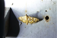 Nausinoe quadrinalis