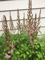 Astilbe japonica