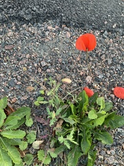 Papaver rhoeas