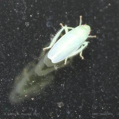 Gyponana angulata