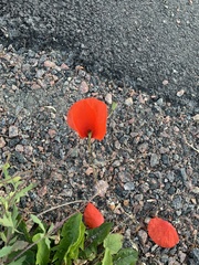 Papaver rhoeas