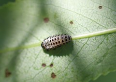 Chrysomela vigintipunctata