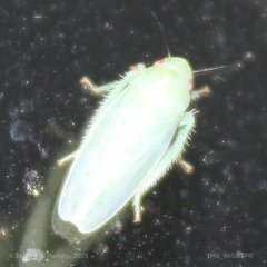 Gyponana angulata
