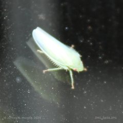 Gyponana angulata