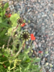 Papaver rhoeas