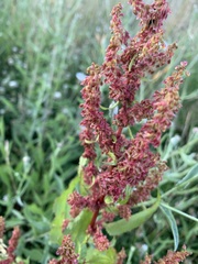 Rumex