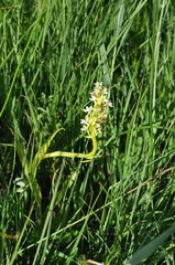 Dactylorhiza incarnata ochroleuca