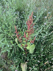 Rumex