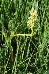Dactylorhiza incarnata ochroleuca