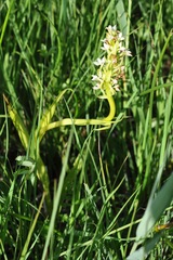 Dactylorhiza incarnata ochroleuca