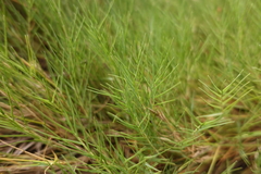 Distichlis distichophylla