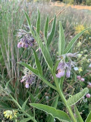 Symphytum