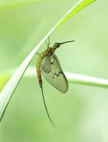 European Green Drake