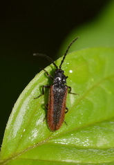 Omalisus fontisbellaquei