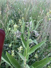Symphytum