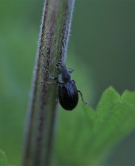 Phyllobius viridicollis