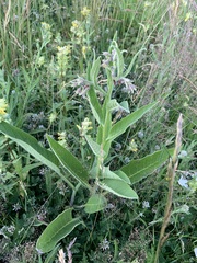 Symphytum