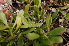 Selliera radicans