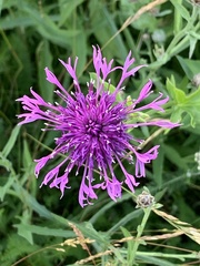 Centaurea scabiosa
