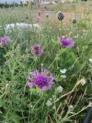 Centaurea scabiosa