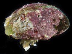 Septifer bilocularis