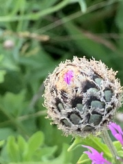 Centaurea scabiosa