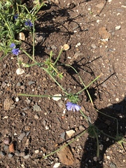 Cichorium pumilum