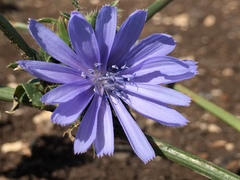Cichorium pumilum