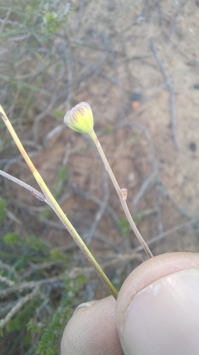 Image of Othonna multicaulis by (c) kevin koen, some rights reserved (CC BY-SA)