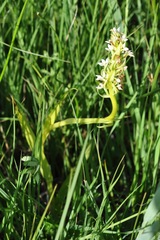 Dactylorhiza incarnata ochroleuca