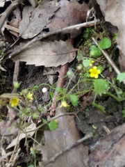 Saxifraga cymbalaria subsp. cymbalaria image