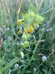 Rhinanthus minor