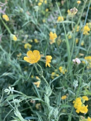 Ranunculus acris