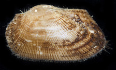 Barbatia trapezina