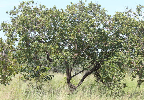 Combretum pisoniiflorum image