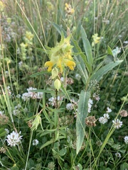 Rhinanthus minor