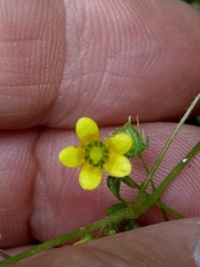 Saxifraga cymbalaria image