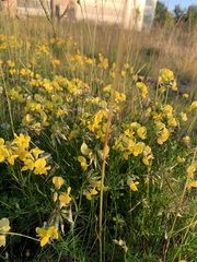 Lotus corniculatus