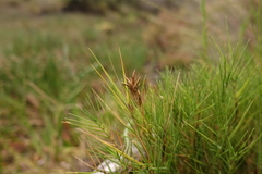 Distichlis distichophylla