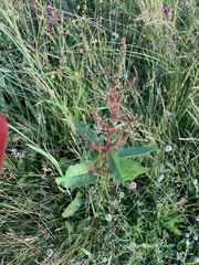 Rumex