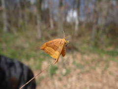 Watsonalla cultraria