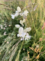 Silene vulgaris