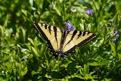 Papilio rutulus