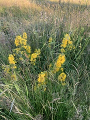 Lysimachia vulgaris