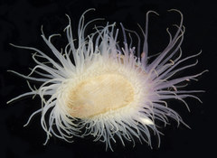 Limaria fragilis