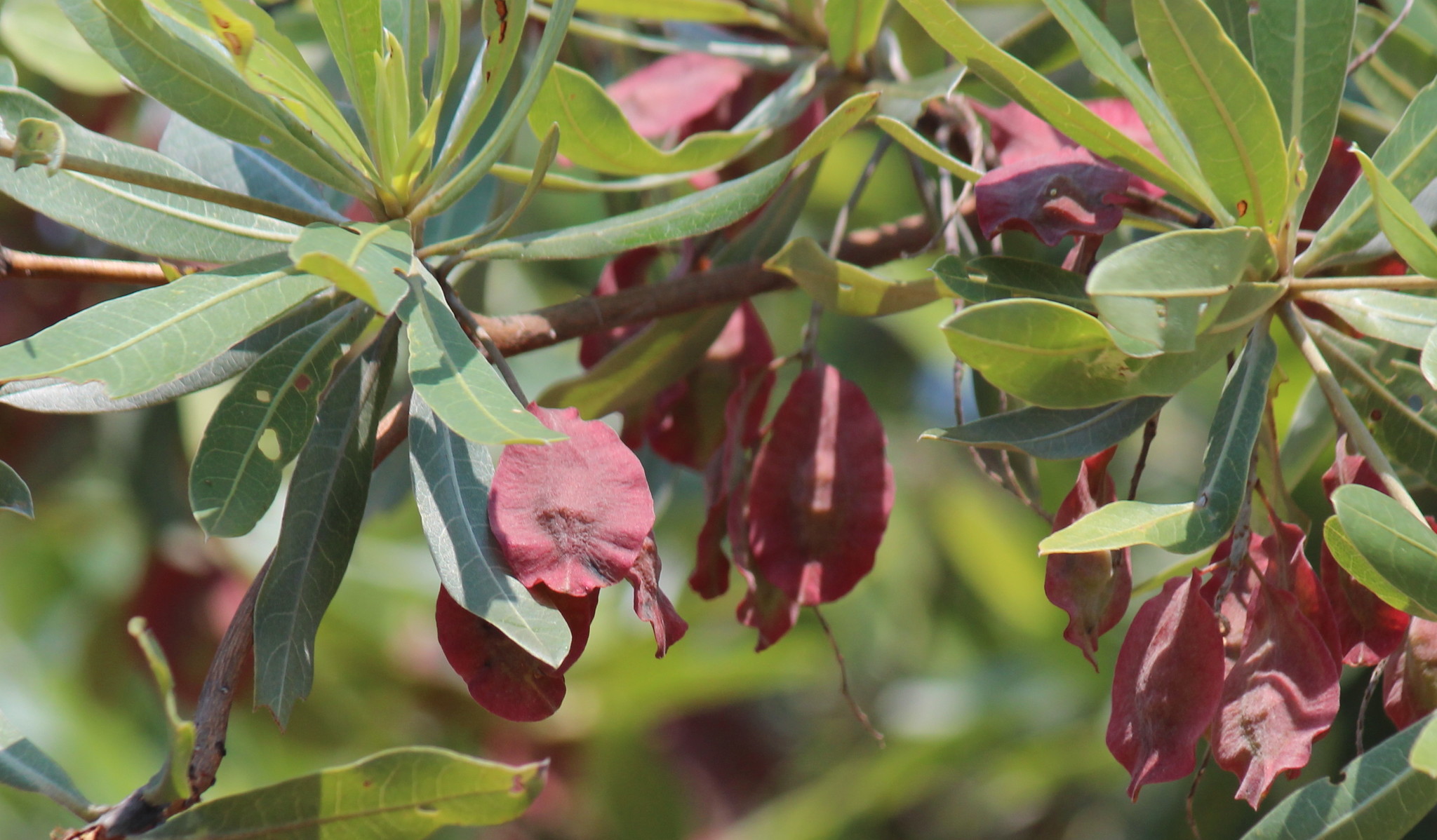 Terminalia sericea