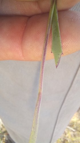 Image of Othonna multicaulis by (c) kevin koen, some rights reserved (CC BY-SA)