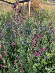 Silene dioica