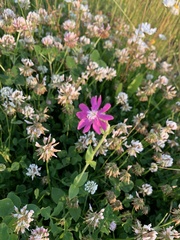 Silene dioica