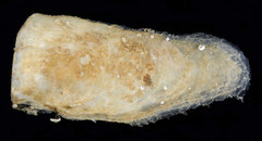Isognomon legumen